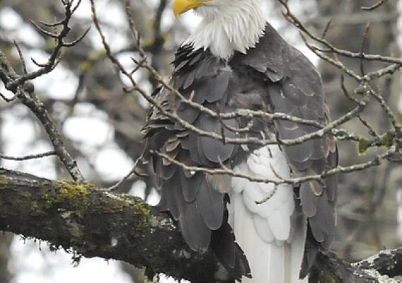 A bald eagle in Rockport, Wash.