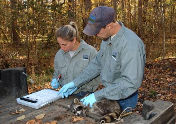 Wildlife Services rabies biologists take a tissue sample from an anesthetized raccoon