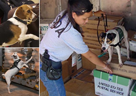 USDA detector dogs at work