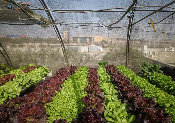 Lettuce produced from the hydroponic system