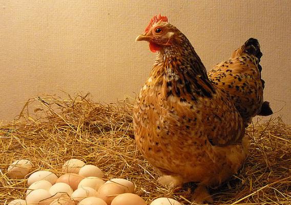 Cage-free hen and eggs