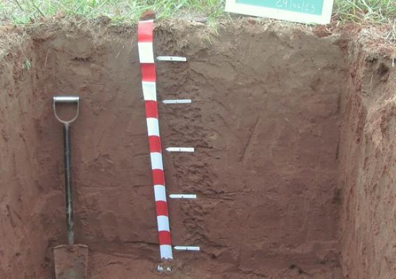 Soil profile of Ensenada Grande soils