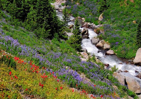 Native plants in bloom on Forest Service lands in the Pacific Northwest.
