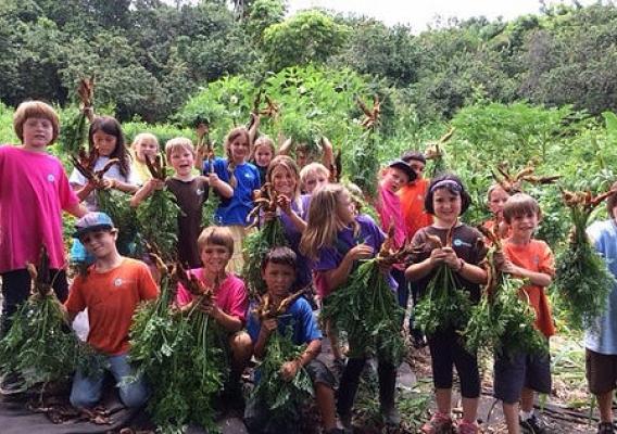 Third grade students at Kona Pacific Public Charter School participating in a class carrot harvest