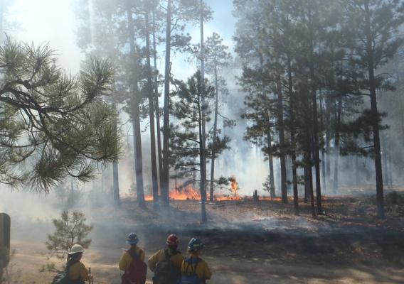 Prescribed fire in Ponderosa Pine Forests in the Jemez Mountains of Northern New Mexico