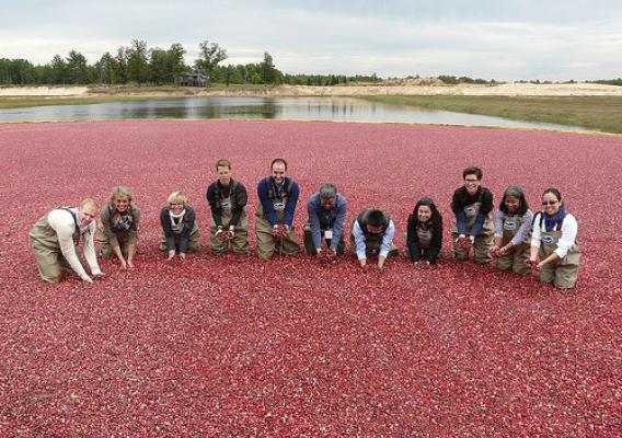 Agricultural attachés from around the world explore a cranberry marsh in Warrens, Wis.