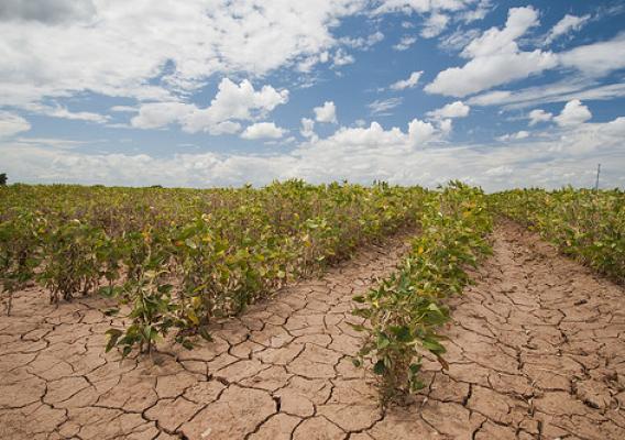 Soybeans in drought conditions
