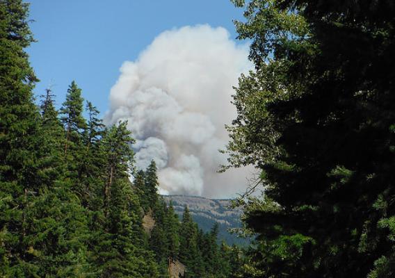 A column of smoke rising from a forest fire