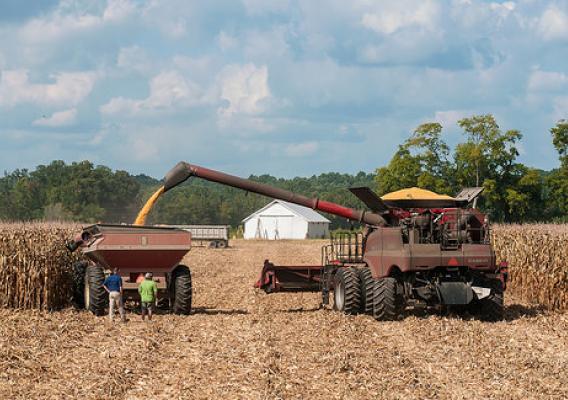 Virginia farmers harvesting their corn