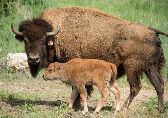 A surrogate mother bison standing guard over her new baby