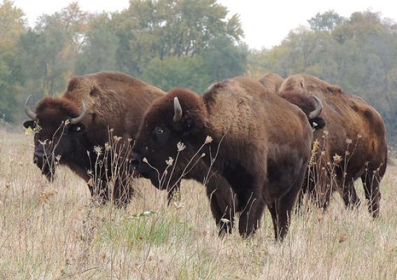 Bison on the Midewin National Tallgrass Prairie