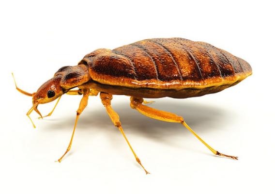 Bed bug infestations are becoming more common and are extremely difficult to control. (stock photo)
