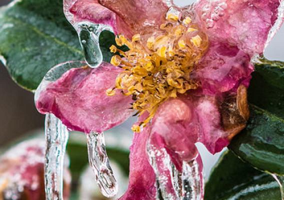 Freezing rain covering a flower
