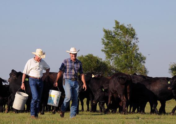 Oklahoma farmer Steve Burris feeding Angus cattle on his farm