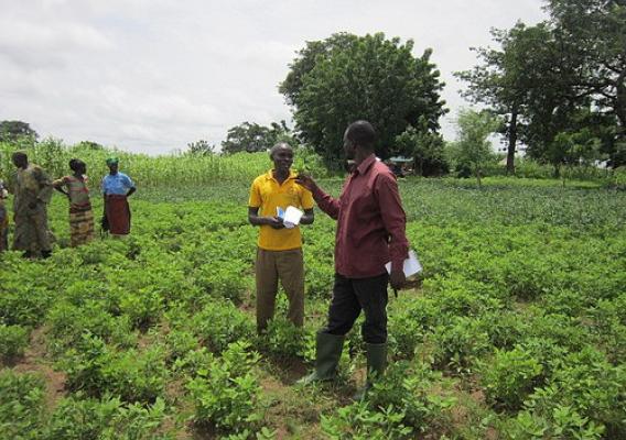 Researcher and Borlaug Fellow Issah Sugri (right) with a farmer
