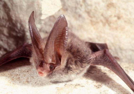 Rafinesque's big-eared bat